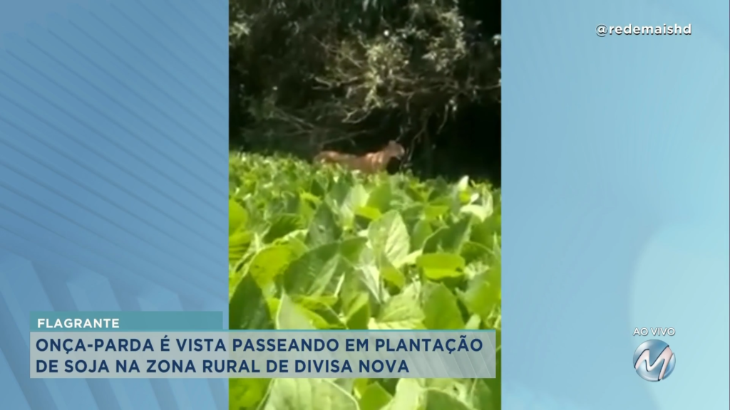 Flagrante: onça-parda é vista passeando em plantação de soja em Divisa Nova
