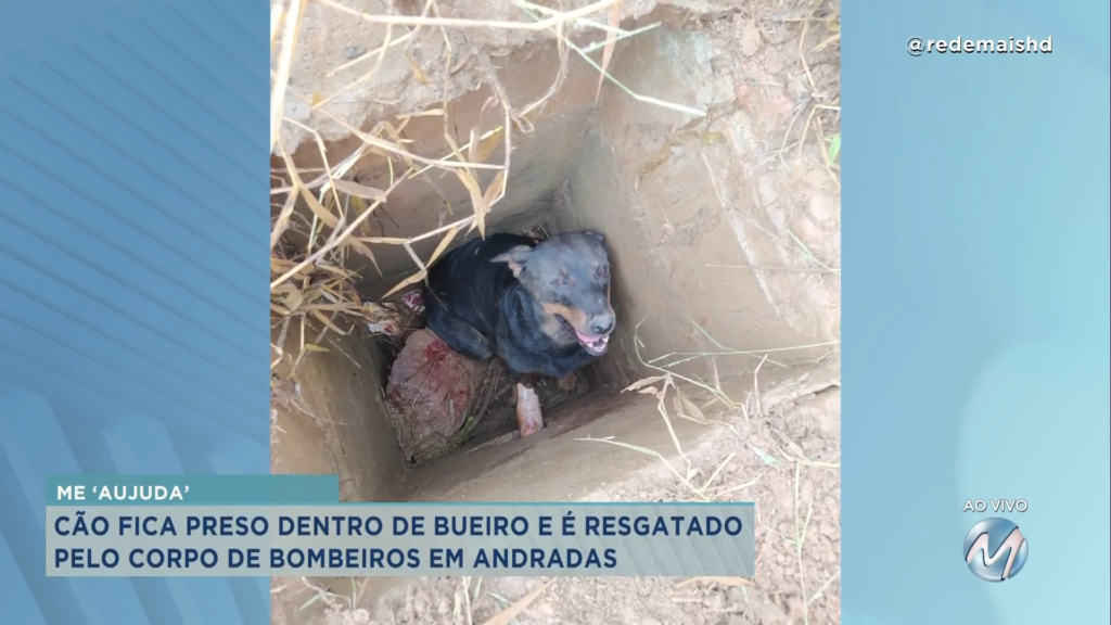 Cão fica preso dentro de bueiro e é resgatado por bombeiros em Andradas