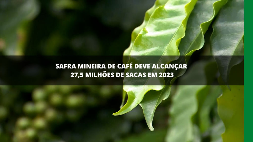 SAFRA MINEIRA DE CAFÉ