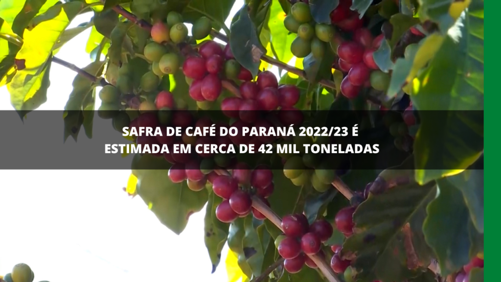 SAFRA DE CAFÉ DO PARANÁ