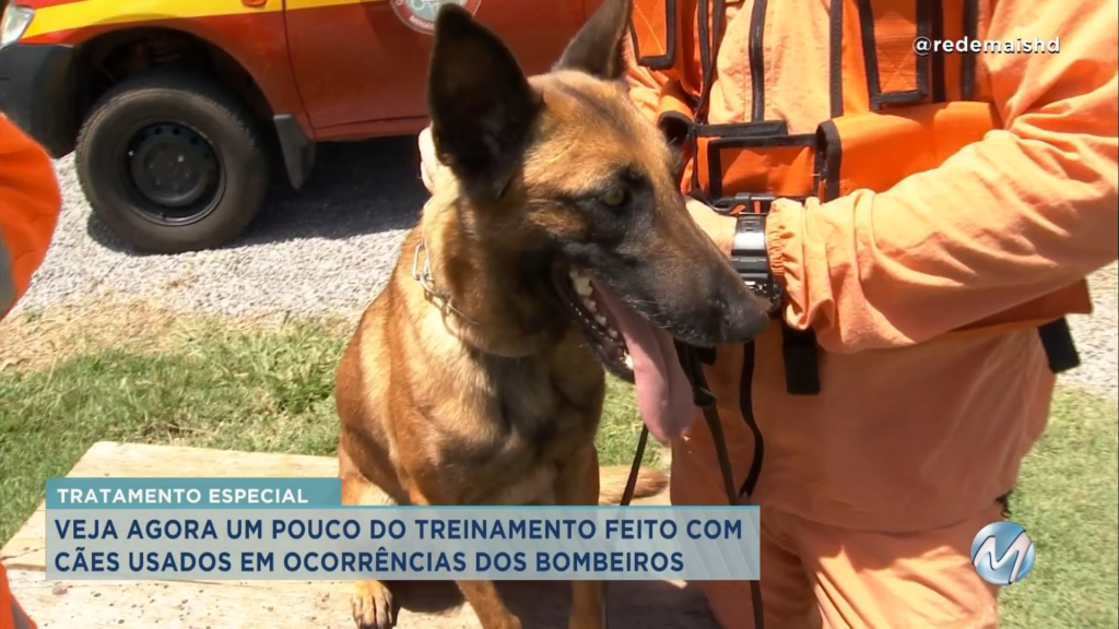 BOMBEIROS MOSTRAM COMO É O TREINAMENTO DE CÃES FAREJADORES