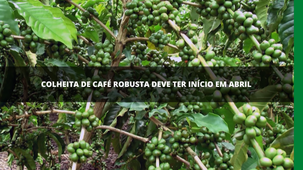 COLHEITA DE CAFÉ NO BRASIL