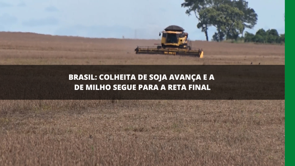 COLHEITA DE SOJA AVANÇA NO BRASIL