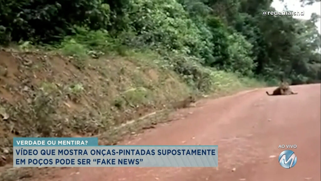 FATO OU FAKE : VÍDEO MOSTRA ONÇAS-PINTADAS EM POÇOS DE CALDAS