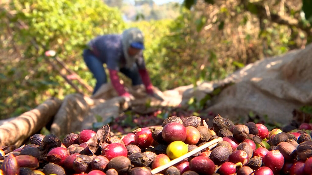 COLHEITA DE CAFÉ PELO BRASIL