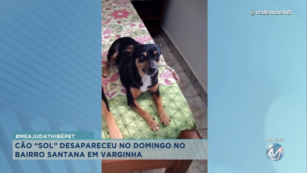 #MEAJUDATHIBÉPET: CÃO SOL DESAPARECEU NO DOMINGO EM VARGINHA