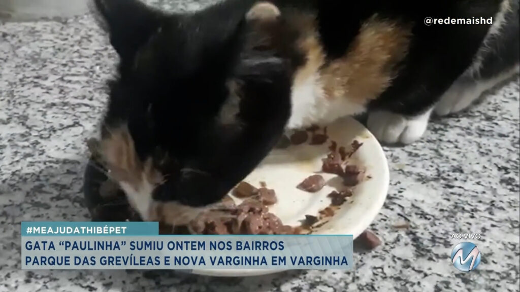 #MEAJUDATHIBÉPET: GATA “PAULINHA” SUMIU ONTEM EM VARGINHA