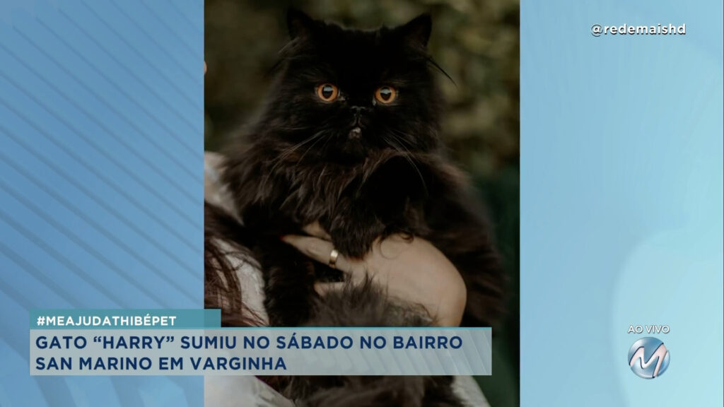 #MEAJUDATHIBÉPET: GATO “HARRY” SUMIU NO SÁBADO EM VARGINHA