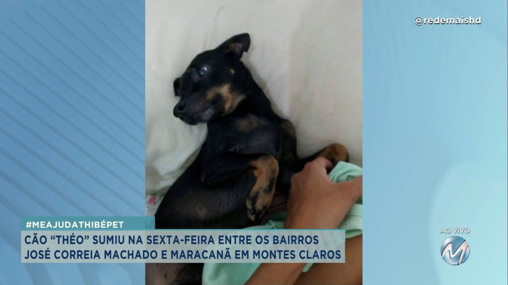 #MEAJUDATHIBÉPET : CÃO “THÉO” SUMIU NO BAIRRO JOSÉ CORREIA MACHADO EM MONTES CLAROS