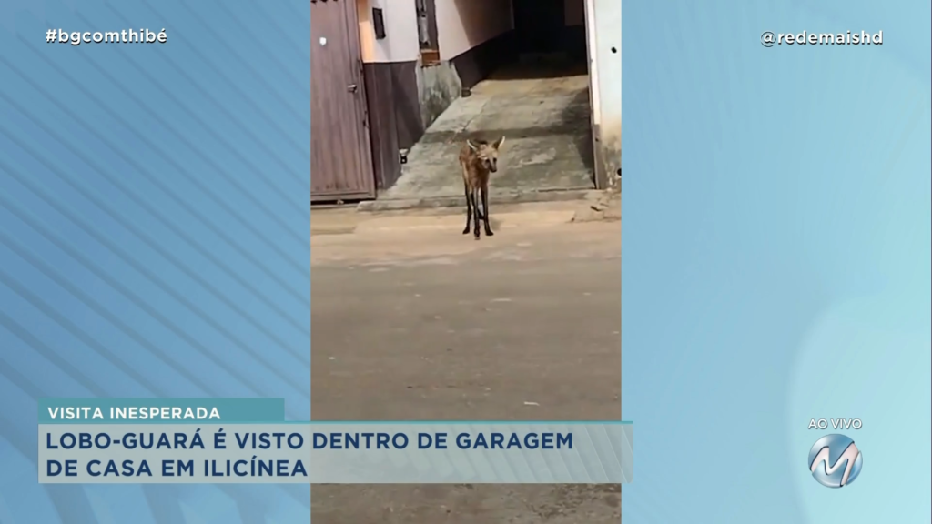 LOBO-GUARÁ É VISTO DENTRO DE GARAGEM DE CASA EM ILICÍNEA