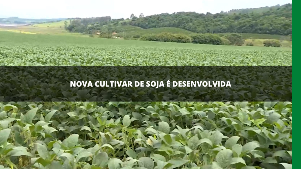 NOVA CULTIVAR DE SOJA