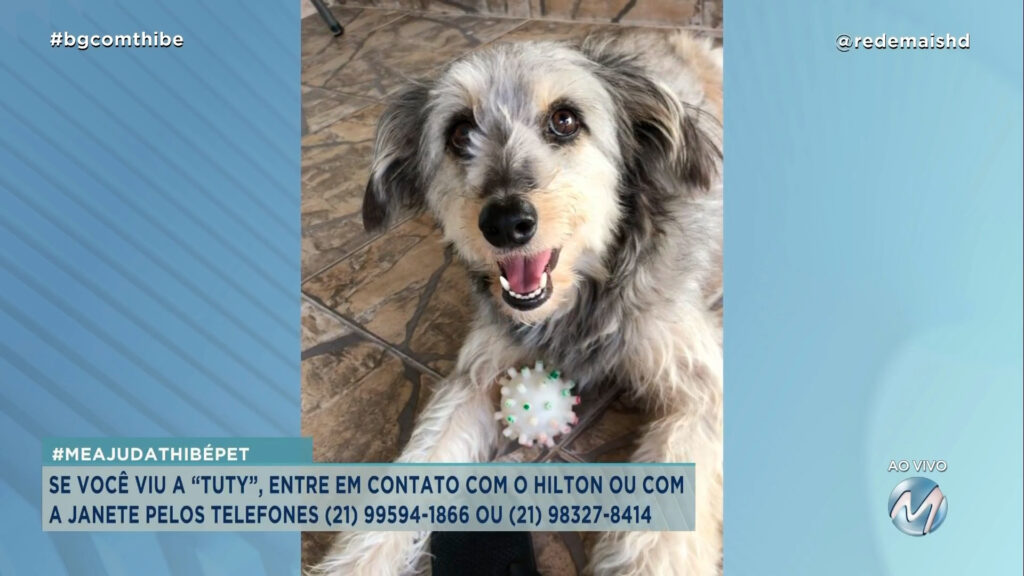 #MEAJUDATHIBÉPET : CACHORRINHA “TUTY” SUMIU NA QUARTA-FEIRA NO BAIRRO JARDIM PRIMAVERA EM POUSO ALEGRE