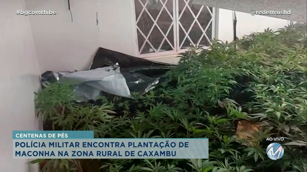 PM ENCONTRA PLANTAÇÃO DE MACONHA EM CAXAMBU