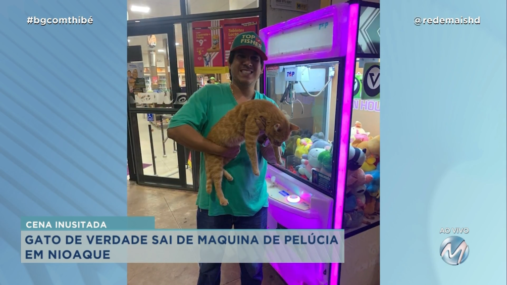 GATO DE VERDADE SAI DE MÁQUINA DE BICHO DE PELÚCIA