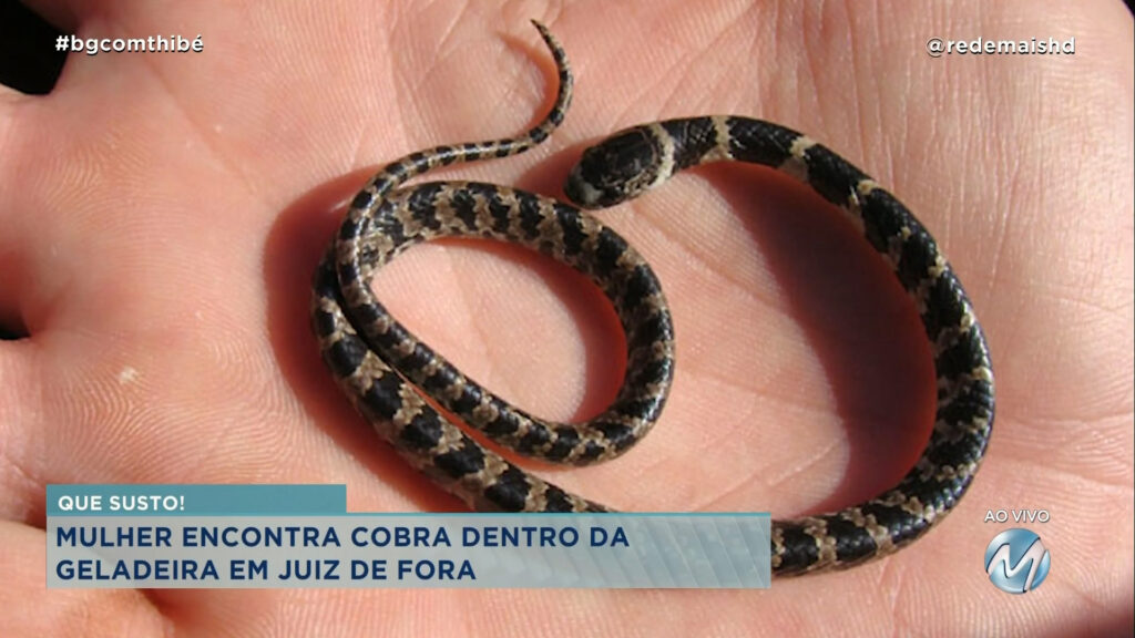 MULHER ENCONTRA COBRA DENTRO DE GELADEIRA