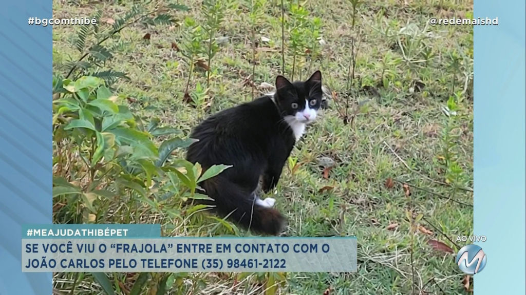 #MEAJUDATHIBÉPET: GATO “FRAJOLA” SUMIU EM VARGINHA