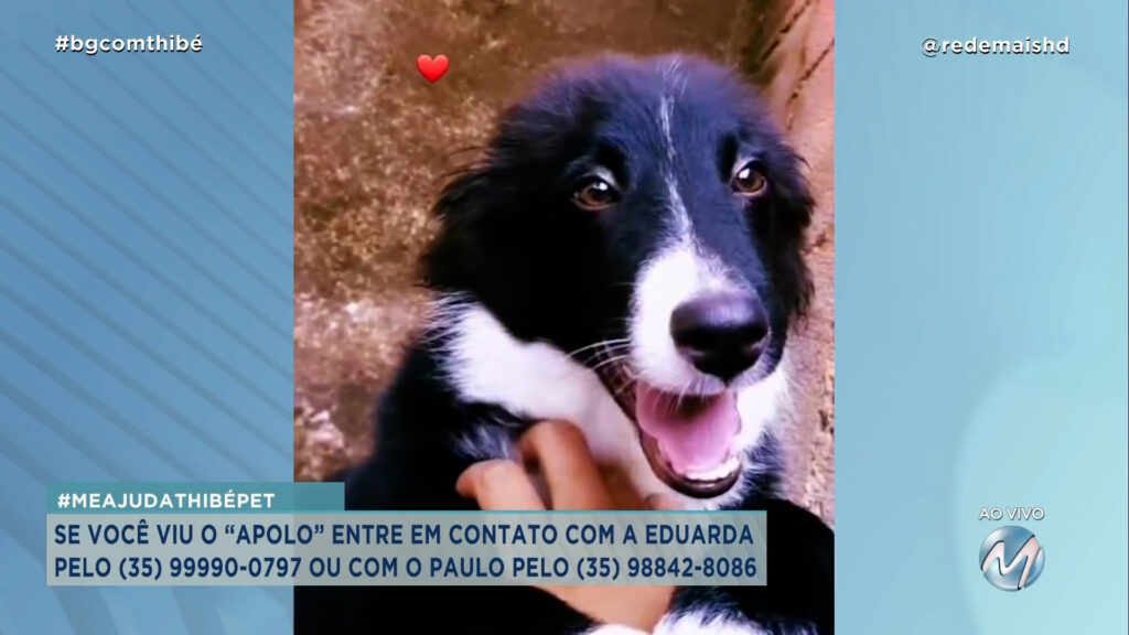 #MEAJUDATHIBÉPET: CÃO “APOLO” DESAPARECEU EM VARGINHA