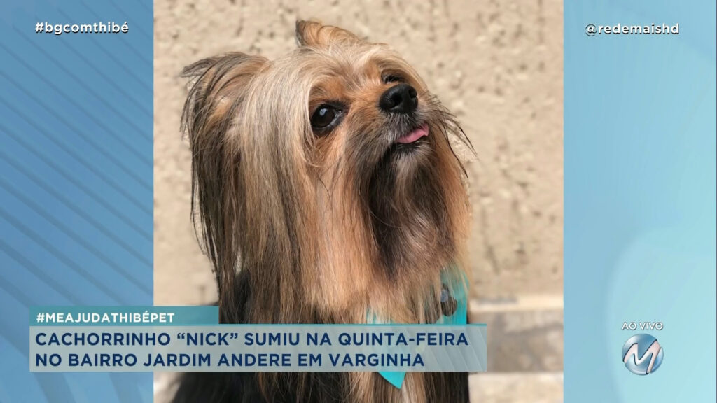 #MEAJUDATHIBÉPET: CACHORRINHO “NICK” SUMIU EM VARGINHA