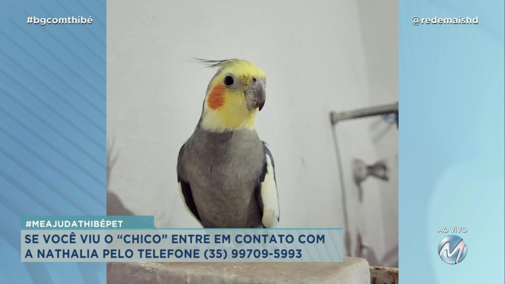 #MEAJUDATHIBÉPET: CALOPSITA “CHICO” SUMIU EM VARGINHA