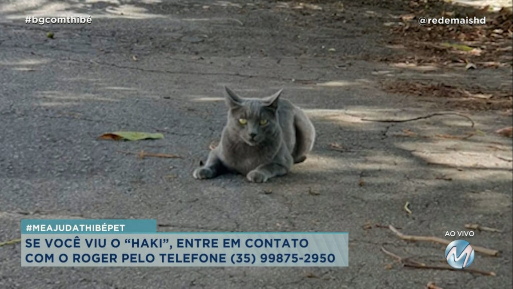 #MEAJUDATHIBÉPET: GATINHO “HAKI” SUMIU EM VARGINHA