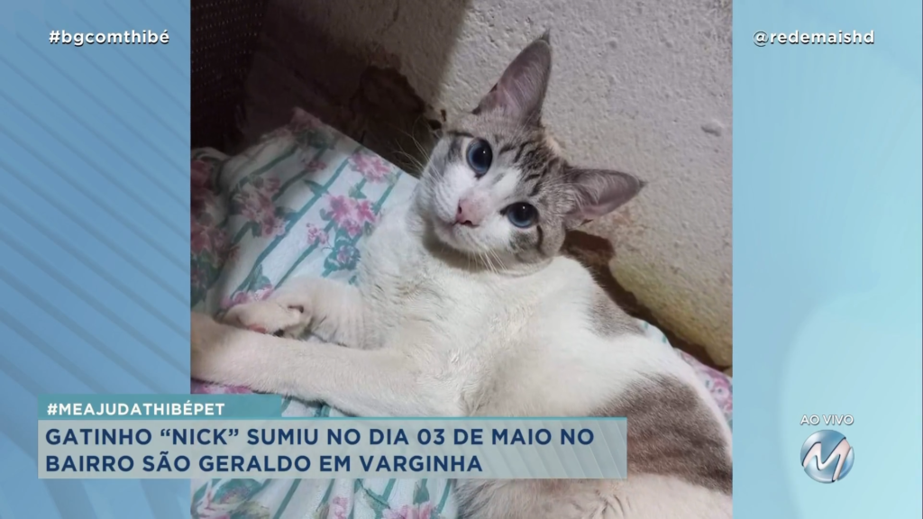 #MEAJUDATHIBÉPET: GATINHO “NICK” SUMIU EM VARGINHA