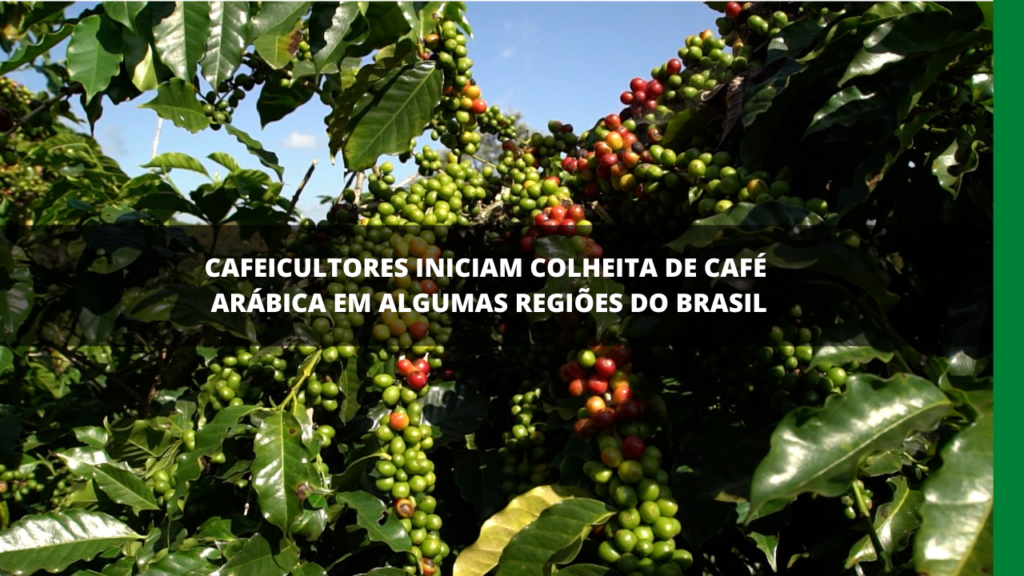 CAFEICULTORES INICIAM COLHEITA DE CAFÉ ARÁBICA