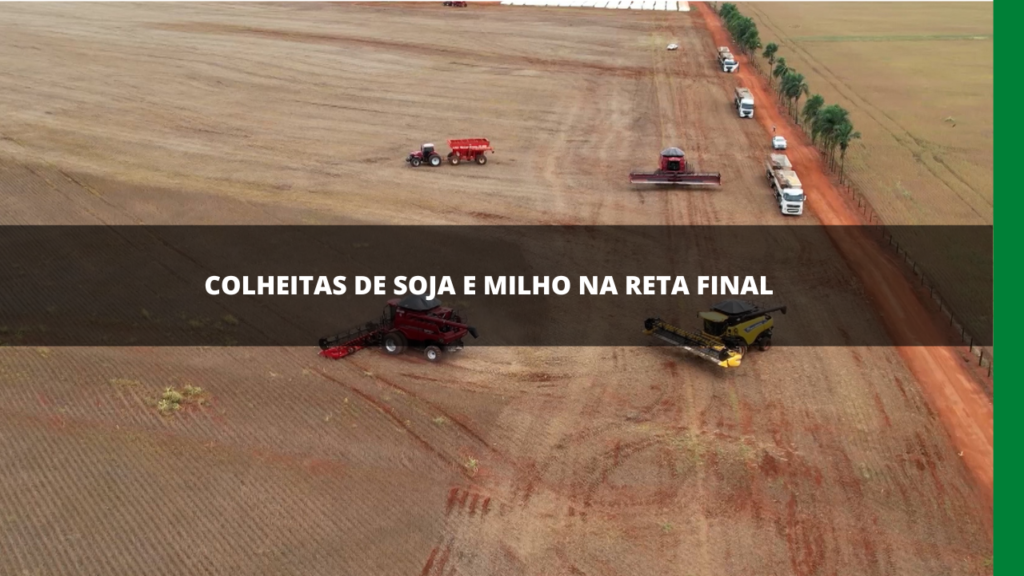 COLHEITAS DE SOJA E MILHO NA RETA FINAL