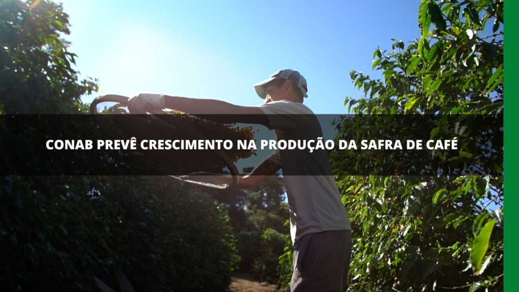 CONAB PREVÊ CRESCIMENTO NA PRODUÇÃO DA SAFRA DE CAFÉ