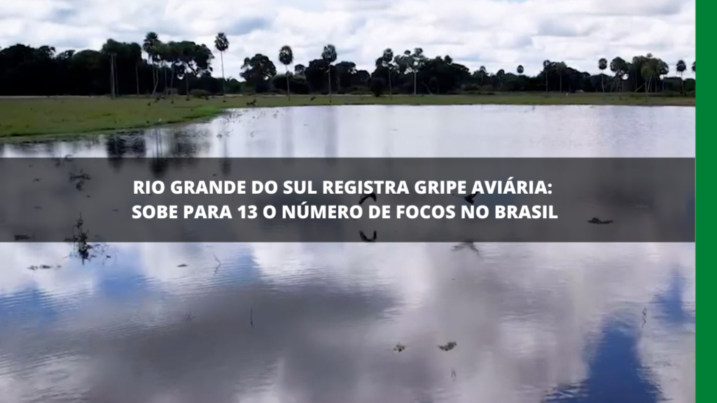 MAIS CASOS DE GRIPE AVIÁRIA NO BRASIL