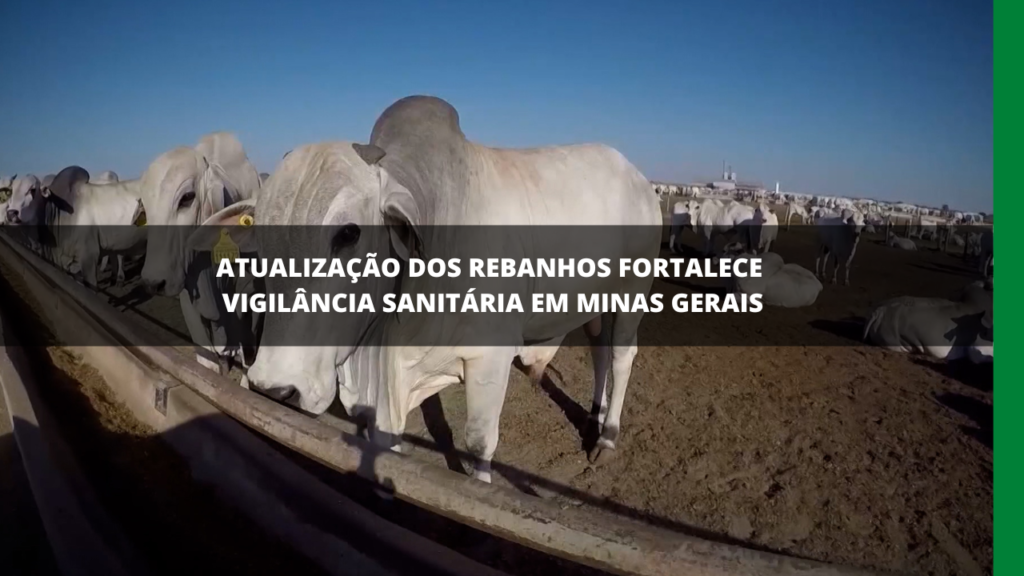 ATUALIZAÇÃO DE REBANHOS EM MINAS GERAIS