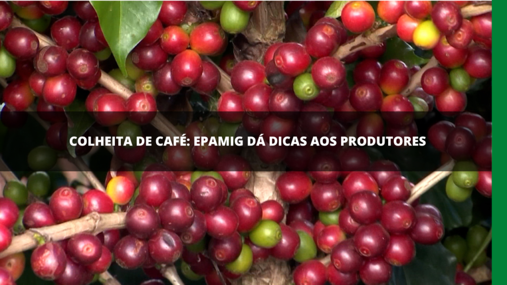 COLHEITA DE CAFÉ: EPAMIG DÁ DICAS AOS PRODUTORES