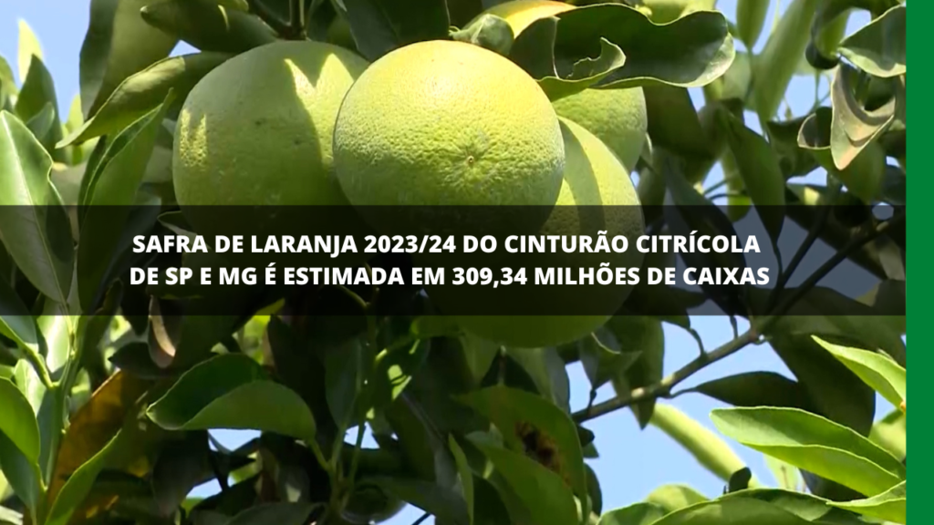 ESTIMATIVA DA SAFRA DE LARANJA DO CINTURÃO CITRÍCOLA DE SP E MG