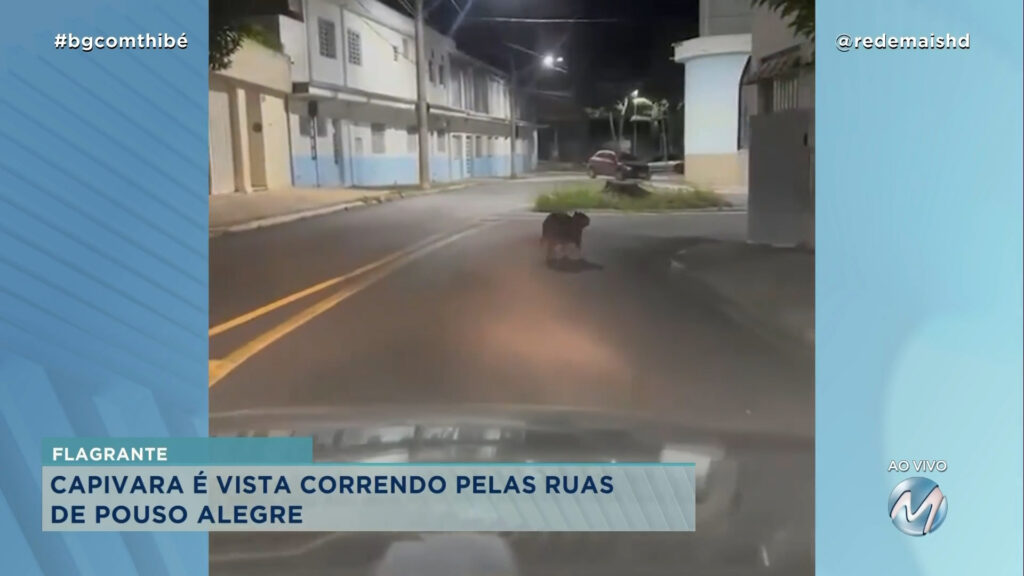 CAPIVARA CORRE POR RUAS DE POUSO ALEGRE