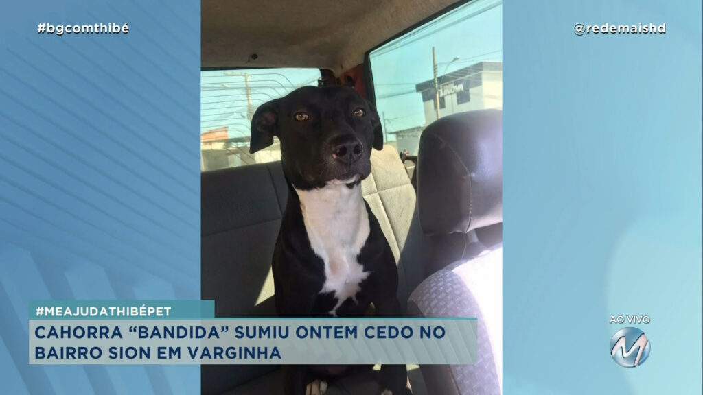 #MEAJUDATHIBÉPET: CAHORRA “BANDIDA” SUMIU EM VARGINHA