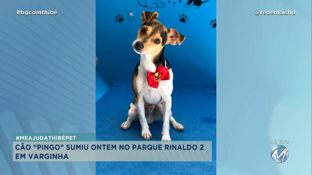 #MEAJUDATHIBÉPET: CÃO “PINGO” SUMIU EM VARGINHA