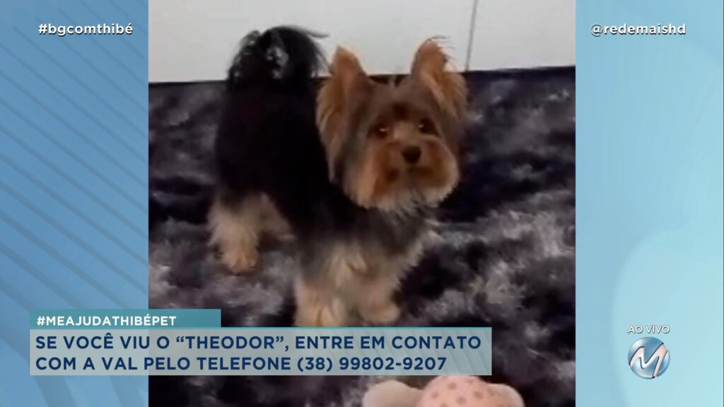 #MEAJUDATHIBÉPET: CÃO “THEODOR” SUMIU EM MONTES CLAROS