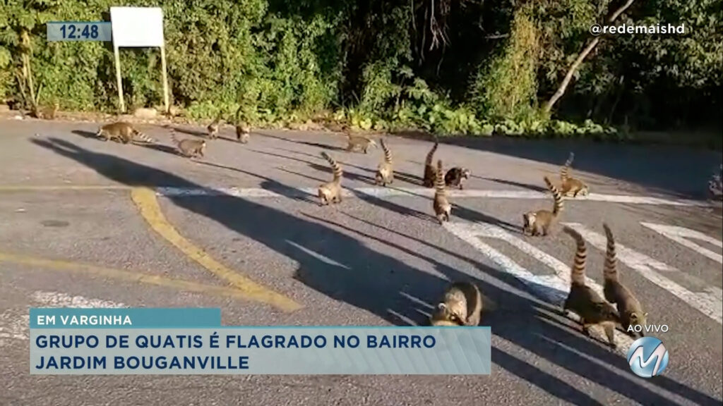 MORADORES FILMAM QUATIS EM RUA DE VARGINHA