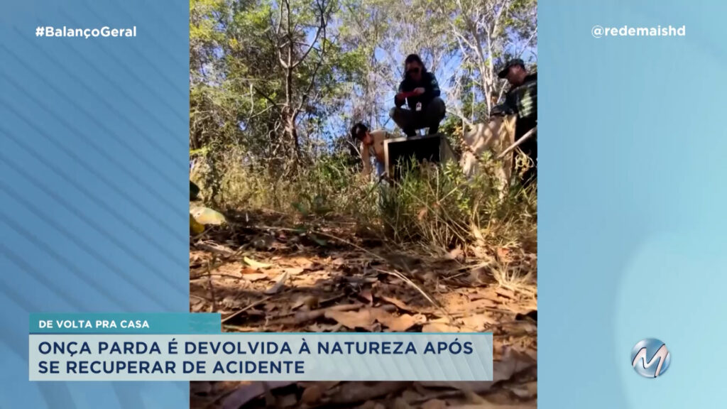 ONÇA-PARDA É DEVOLVIDA À NATUREZA EM UNAÍ