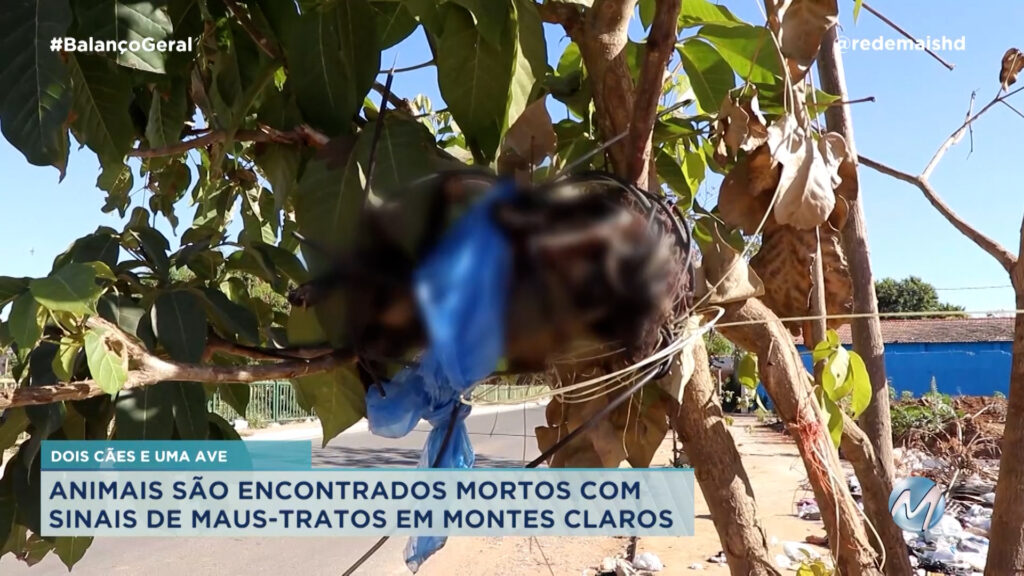 ANIMAIS SÃO ENCONTRADOS MORTOS