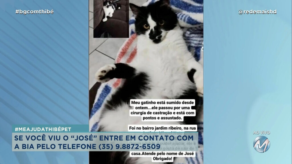 #MEAJUDATHIBÉPET: GATO “JOSÉ” SUMIU EM VARGINHA