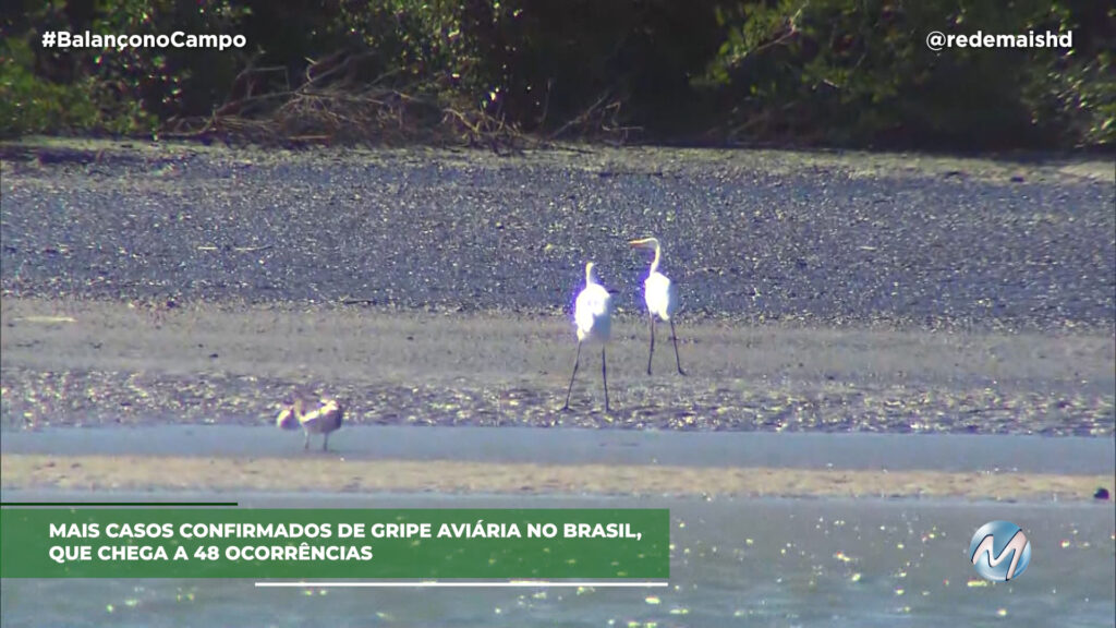 GRIPE AVIÁRIA NO BRASIL: CASOS CHEGAM A 48