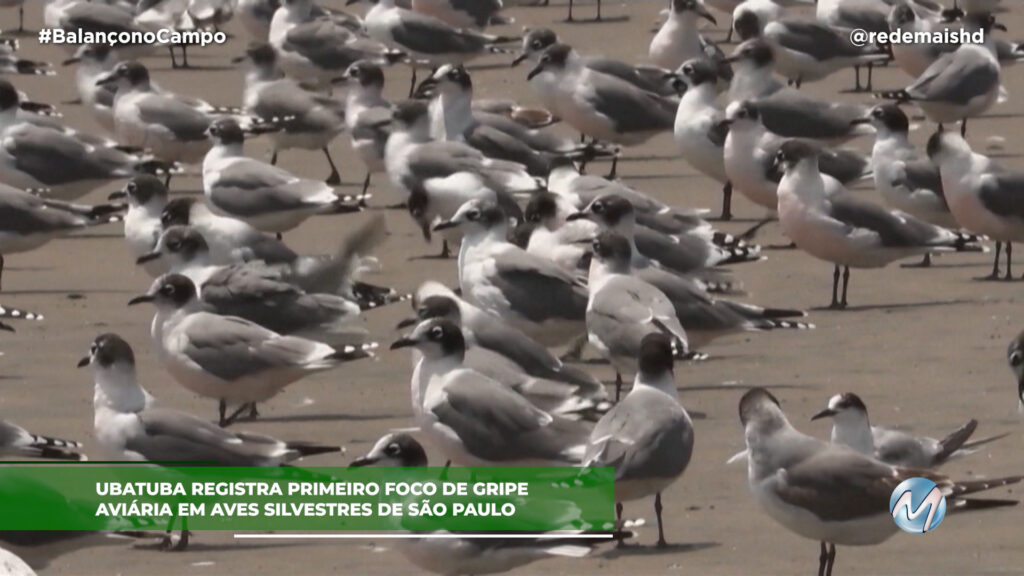 UBATUBA REGISTRA FOCO DE GRIPE AVIÁRIA