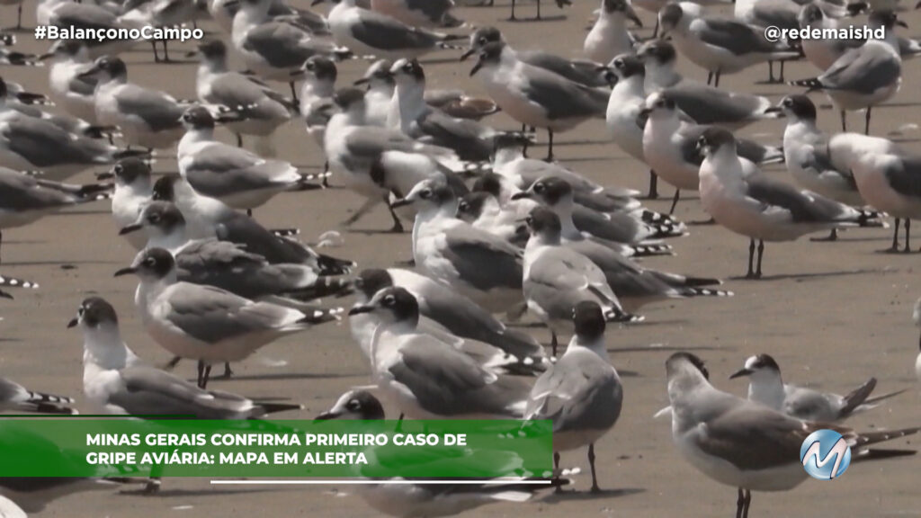 MINAS GERAIS CONFIRMA GRIPE AVIÁRIA