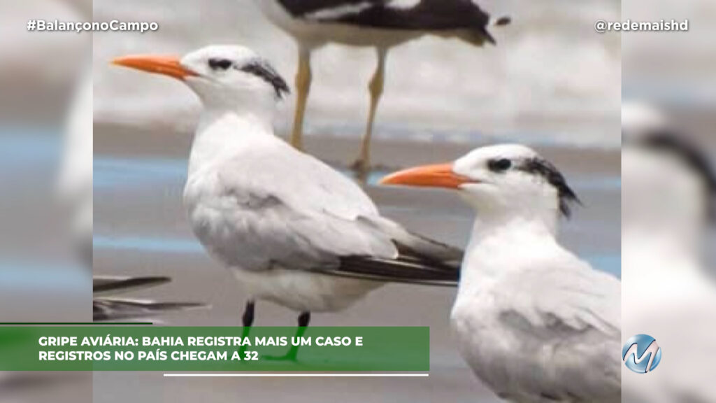 32 CASOS DE GRIPE AVIÁRIA NO BRASIL