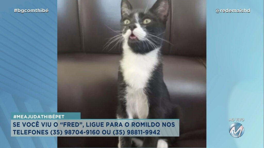 #MEAJUDATHIBÉPET: GATO “FRED” EM VARGINHA