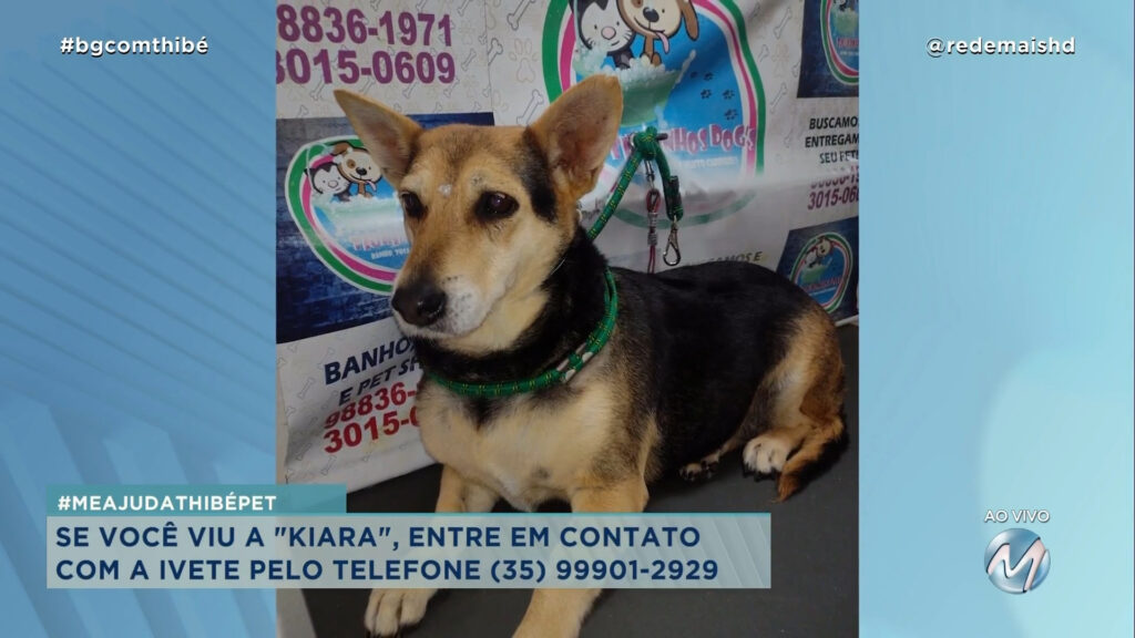 #MEAJUDATHIBÉPET: CACHORRINHA “KIARA” SUMIU EM VARGINHA