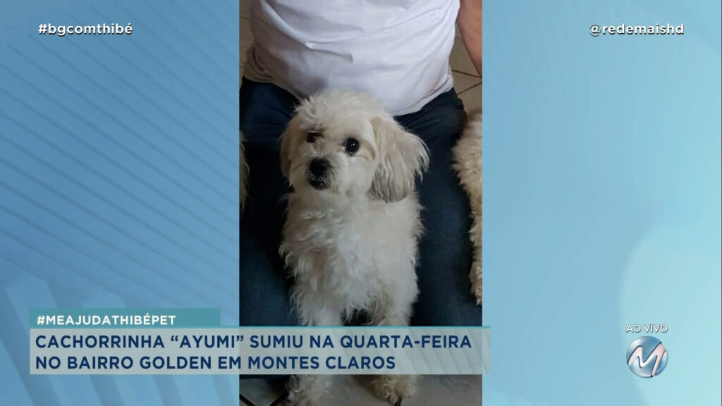 #MEAJUDATHIBÉPET: CACHORRINHA “AYUMI” SUMIU EM MONTES CLAROS