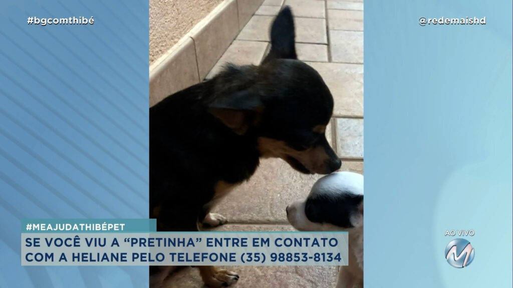 #MEAJUDATHIBÉPET: CACHORRINHA “PRETINHA” SUMIU EM VARGINHA