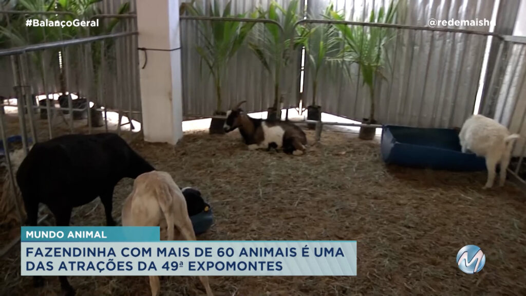 FAZENDINHA UMA DAS ATRAÇÕES DA 49ª EXPOMONTES