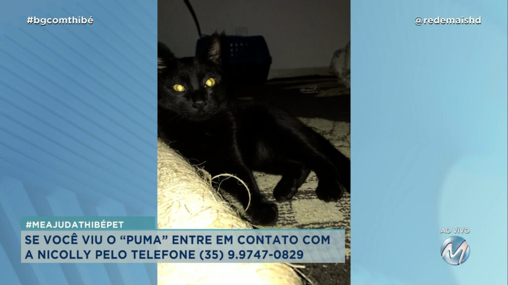 #MEAJUDATHIBÉPET: GATO “PUMA” SUMIU EM VARGINHA